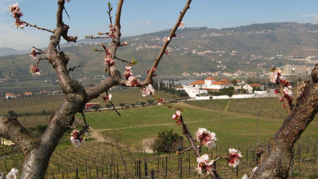 Quinta De Tourais Hotel Lamego Kültér fotó